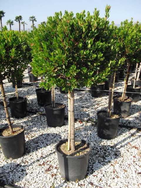 ARBUTUS UNEDO (ARBOUSIER) 40/60 (POT 3L, 40/60)