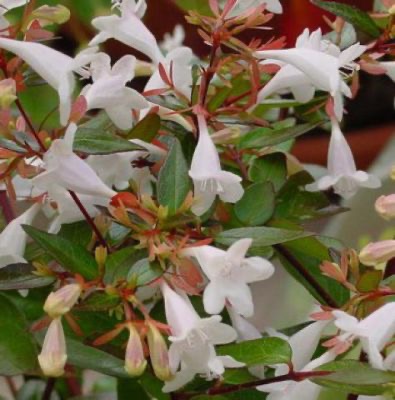 ABELIA GRANDIFLORA 60/80 (POT 3L)