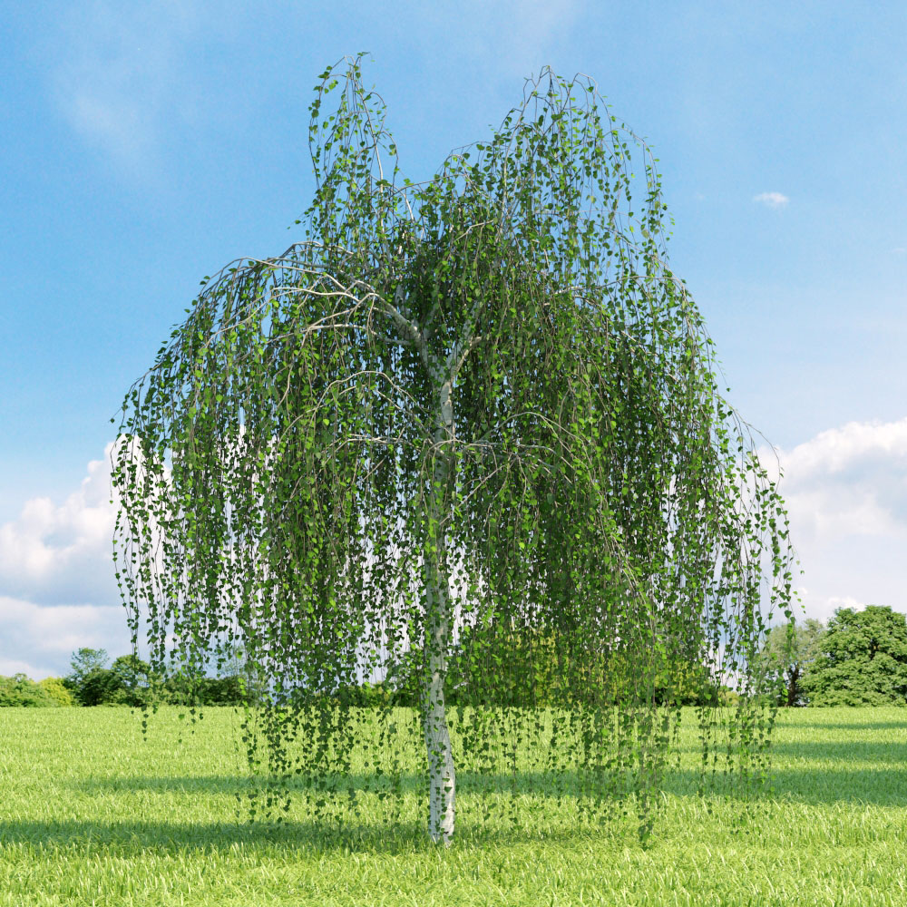 BETULA PENDULA (VERRUCOSA) TIGE 12-14