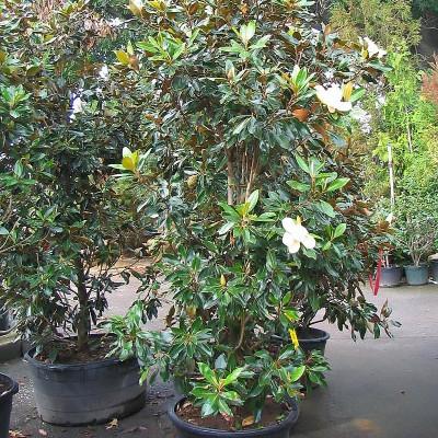 MAGNOLIA GRANDIFLORA LITTLE GEM CLT 15 80/100