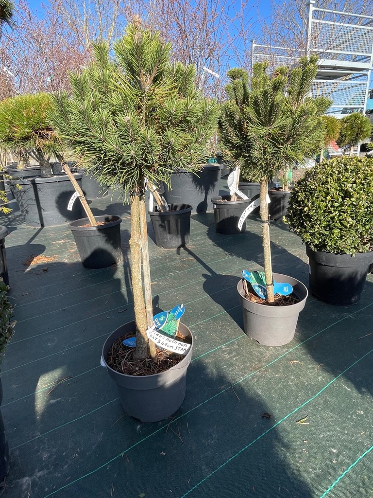 PINUS MUGO MUGHUS CLT 5 30/40