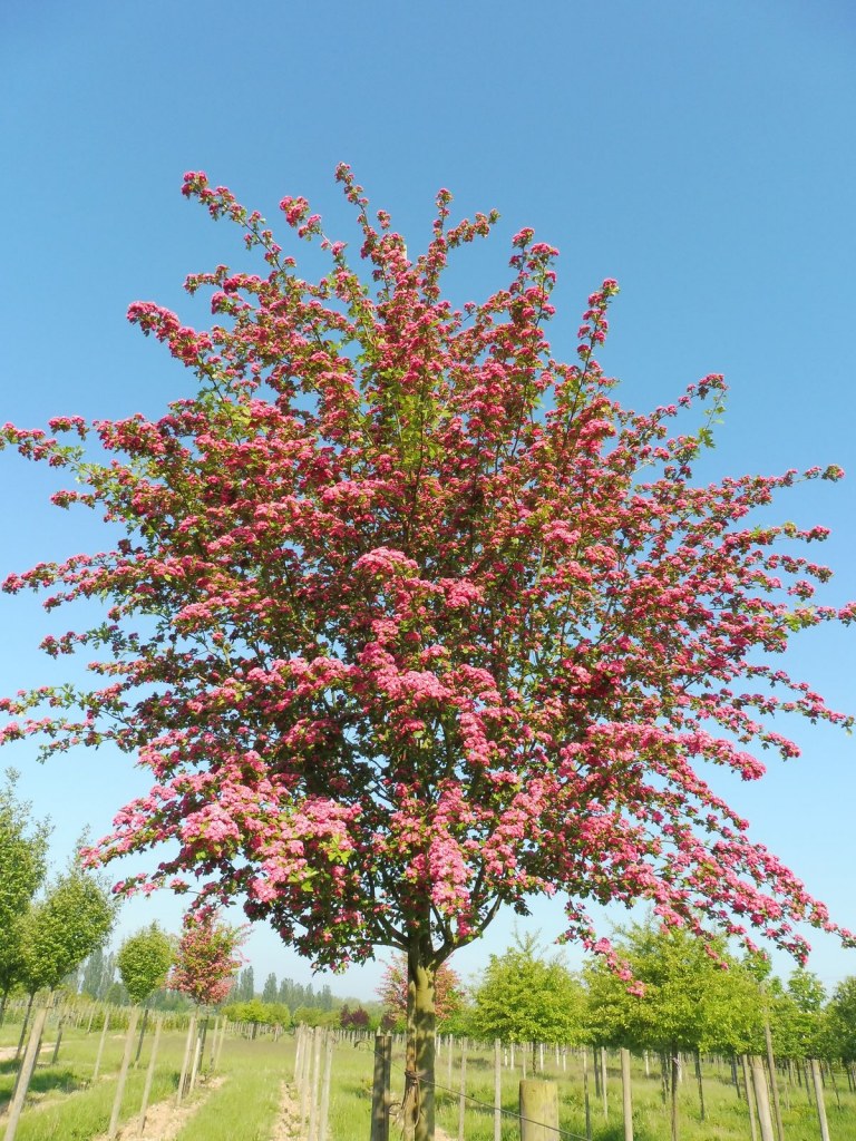 [3738] CRATAEGUS PAULS SCARLET CLT 10 80/100 CEPEE