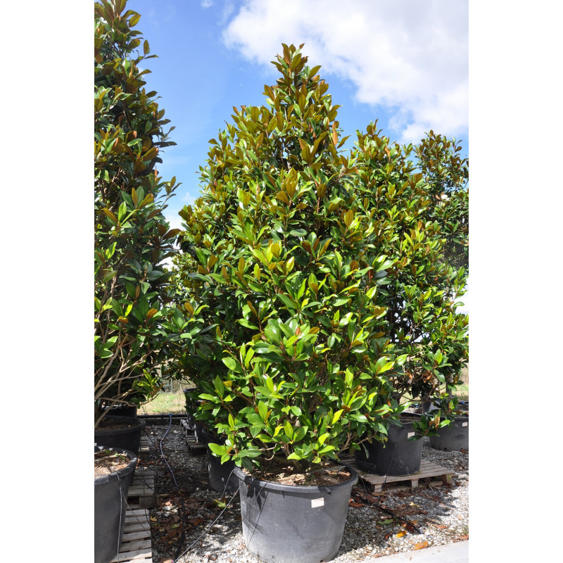 [7603] MAGNOLIA GRANDIFLORA GOLIATH (G. PRAECOX) CLT 18-55 150/175