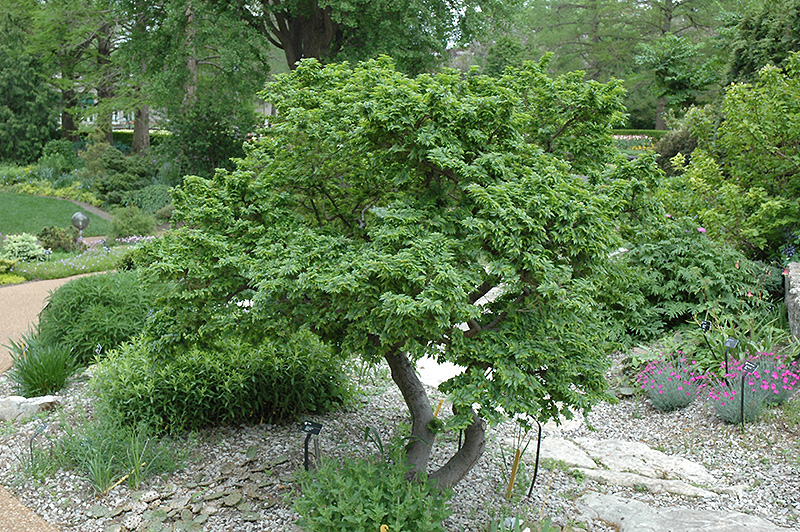 ULMUS MINOR JACQUELINE HILLER CLT 10 80/100