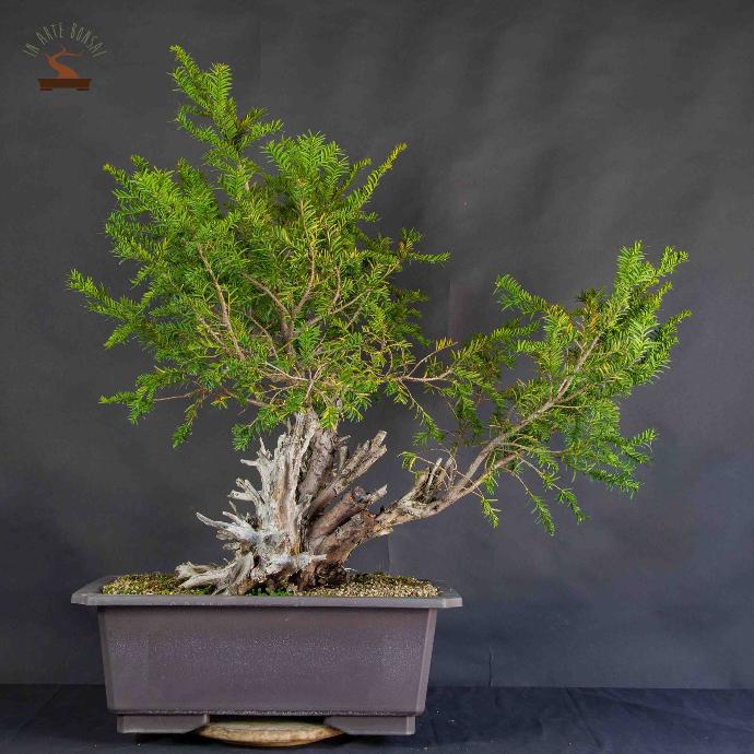 TAXUS BACCATA COUPE 60 BONSAI 125/150