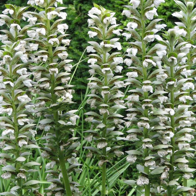 [0080] ACANTHUS MOLLIS GDT (BLANC)