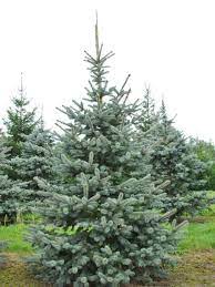 PICEA PUNGENS HOOPSII CLT 35-45 150/175