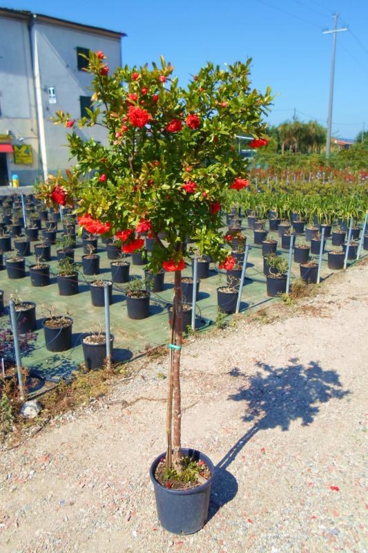 PUNICA GRANATUM (GRENADIER) CLT 130-150 TIGE 18-20