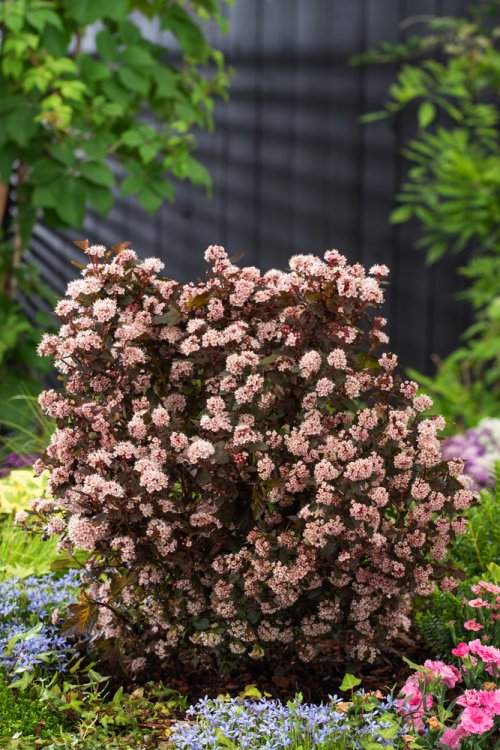 PHYSOCARPUS X LITTLE JOKER CLT 18.5 80/100