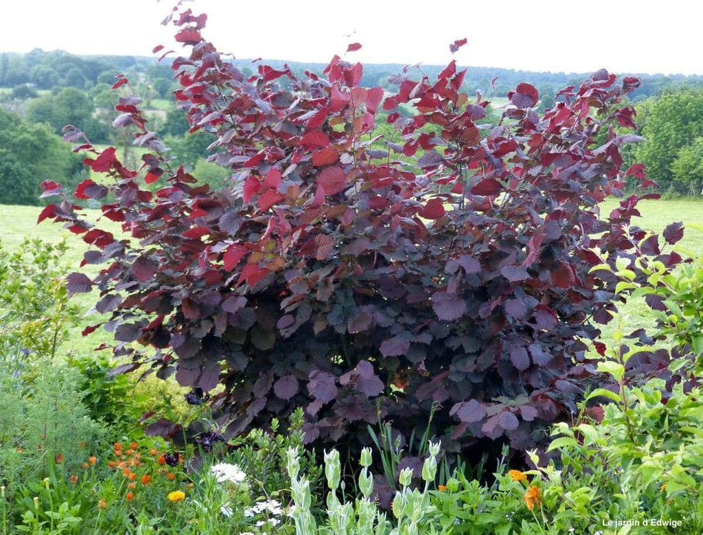 [3624] CORYLUS MAXIMA PURPUREA CLT 60-90 200/250