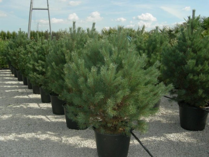 [9363] PINUS SYLVESTRIS NANA CLT 60 125/150