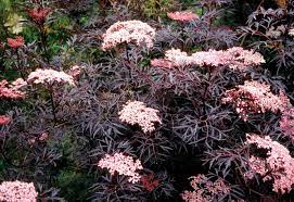SAMBUCUS NIGRA BLACK LACE EVA CLT 45-60 175/200