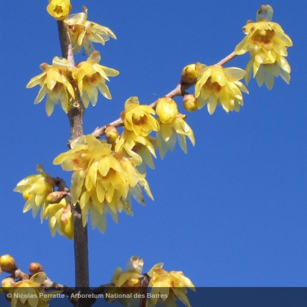 [3037] CHIMONANTHUS PRAECOX 125/150 (POT 18L)