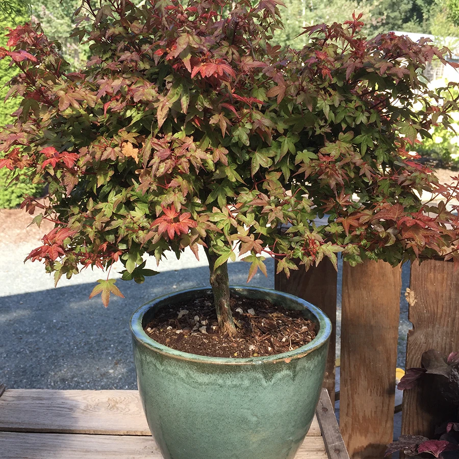 [0283] ACER PALMATUM BENI HIME CLT 35 QUART TIGE 20-25