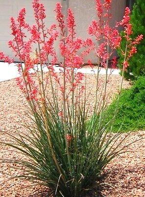 [5980] HESPERALOE PARVIFLORA RUBRA CLT 10 (POT 10L)