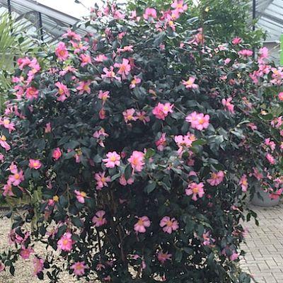 [2297] CAMELLIA SASANQUA CLT 10 60/80