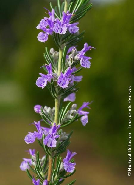 [10871] ROSMARINUS OFFICINALIS (ROMARIN) GDT