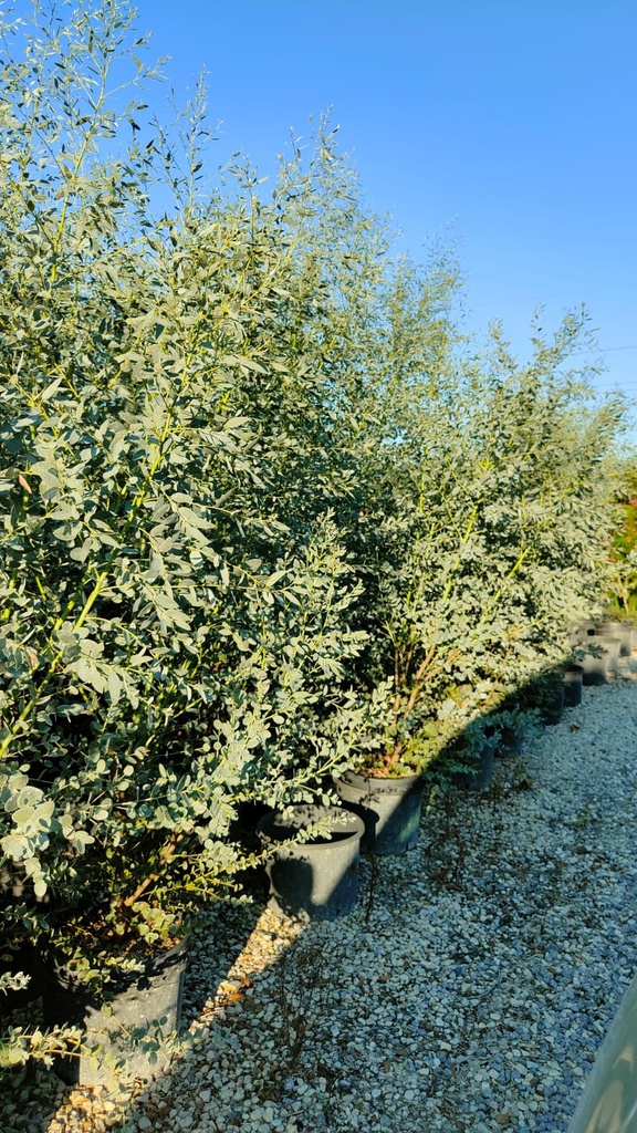 [4635] EUCALYPTUS GUNNII CLT 25-30 250/300