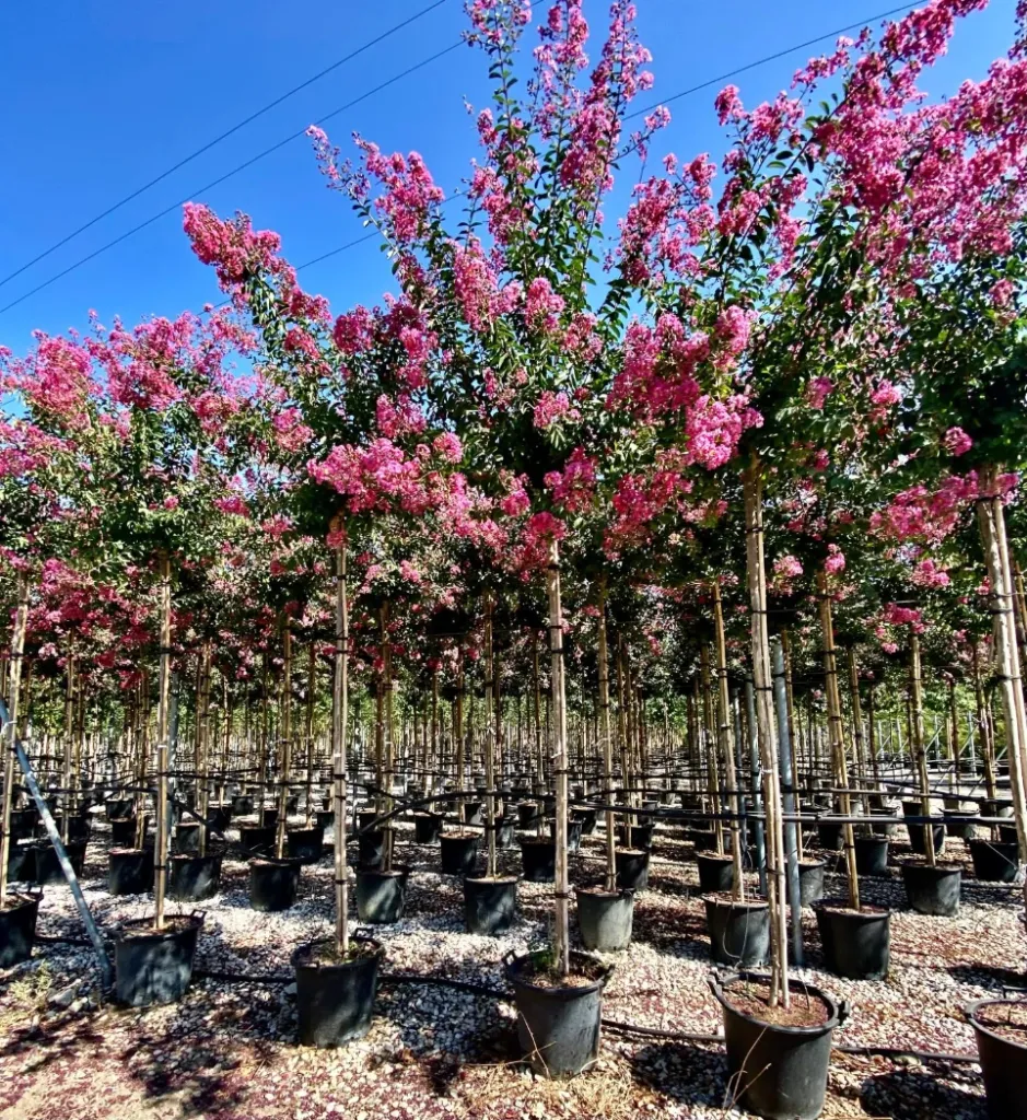 [6812] LAGERSTROEMIA INDICA 100/125 (POT 18L)