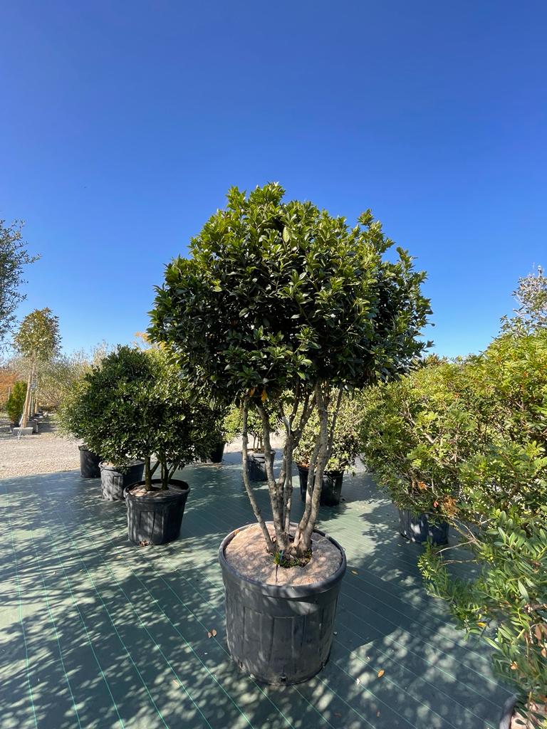 [6934] LAURUS NOBILIS (LAURIER SAUCE) 400/450 (POT 285L, 400/450)