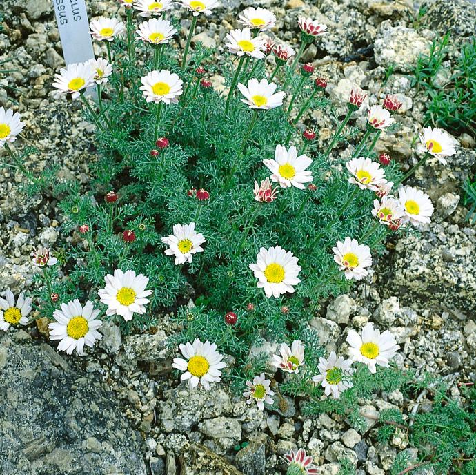 ANACYCLUS DEPRESSUS GDT