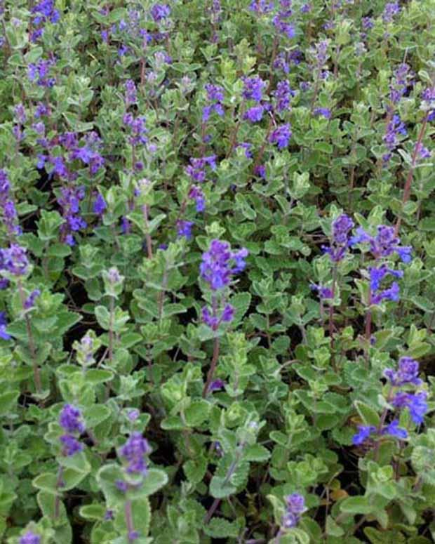 [8214] NEPETA MUSSINII CLT 1-2