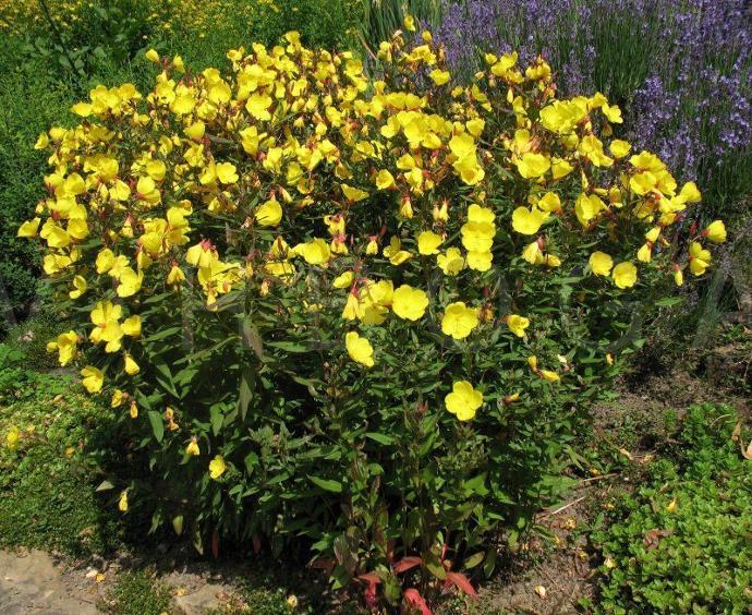 [8256] OENOTHERA FRUTICOSA (COULEUR/VARIETE) GDT