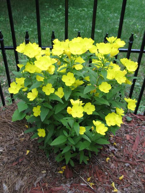 [8259] OENOTHERA MISSOURIENSIS GDT