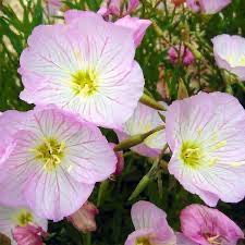 [8260] OENOTHERA SPECIOSA GDT