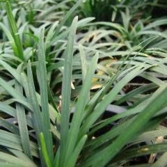 [8425] OPHIOPOGON JAPONICUS GDT (BLEU)