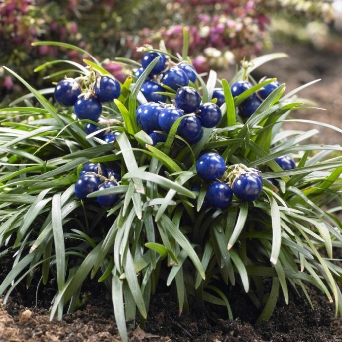 [8426] OPHIOPOGON JAPONICUS MINOR GDT (BLEU)