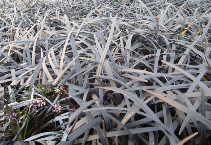 OPHIOPOGON PLANISCAPUS NIGER GDT