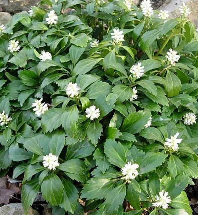 [8525] PACHYSANDRA TERMINALIS CLT 1 (BLANC)