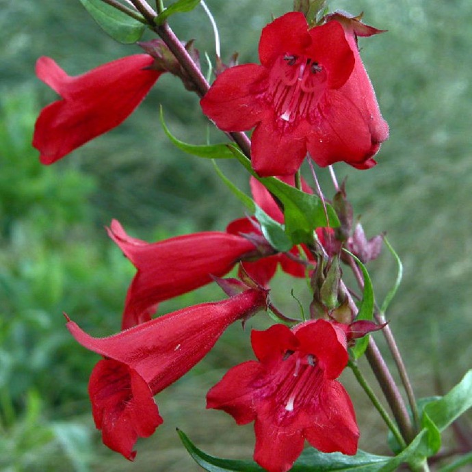 PENSTEMON BARBATUS GDT