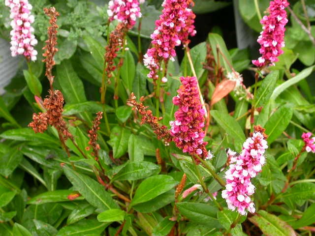 PERSICARIA AFFINIS DARJEELING GDT (ROUGE)