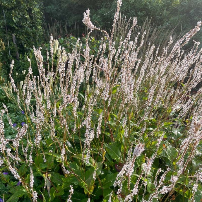PERSICARIA AMPLEXICAULE ALBA GDT (BLANC)