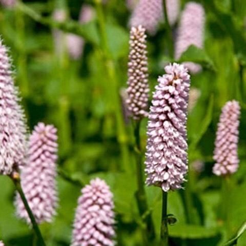 PERSICARIA BISTORTA SUPERBUM GDT (ROSE)