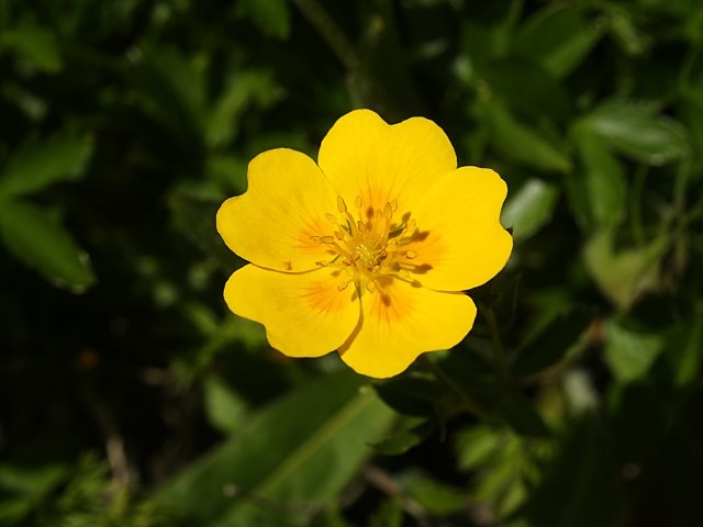 POTENTILLA FRUTICOSA GDT