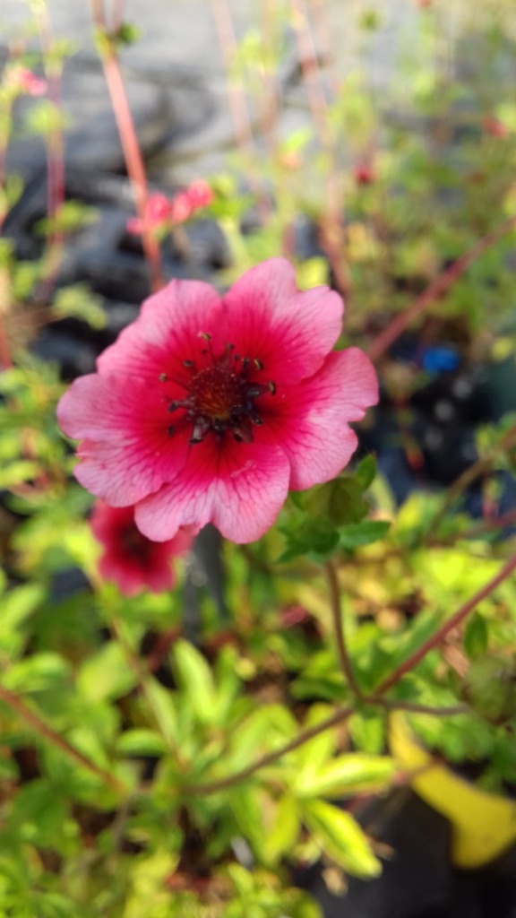 [9913] POTENTILLA NEPALENSIS (ROSE) GDT