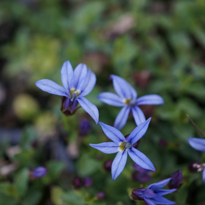 PRATIA PEDUNCULATA GDT