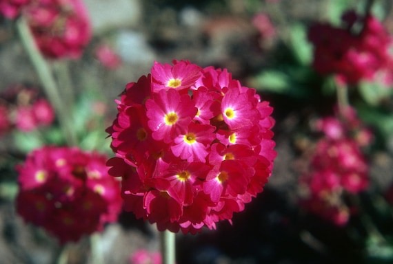 PRIMULA DENTICULA GDT