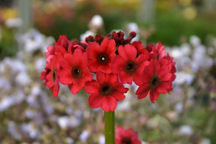 PRIMULA JAPONICA GDT