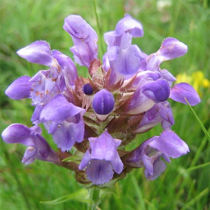 PRUNELLA GRANDIFLORA GDT