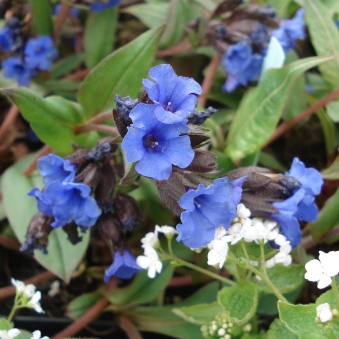 PULMONARIA AZUREA GDT (BLEU)