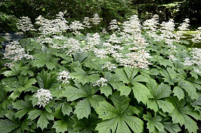 RODGERSIA AESCULIFOLIA GDT (BLANC)