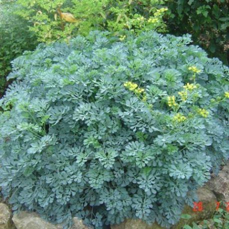 RUTA GRAVEOLENS JACKMAN'S BLUE GDT (JAUNE)