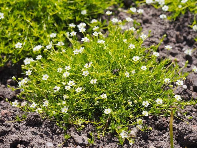 SAGINA SUBULATA AUREA GDT (BLANC)