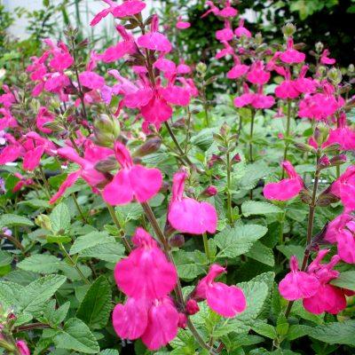 SALVIA CERA POTOSI GDT (ROSE)