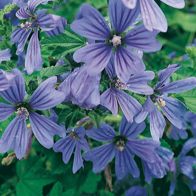 [7856] MALVA SYLVESTRIS GDT (BLEU - VIOLACE)