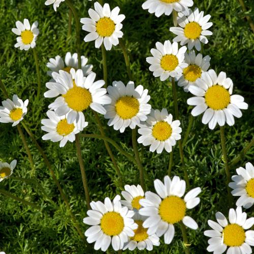 MATRICARIA TCHIHATCHEWII GDT